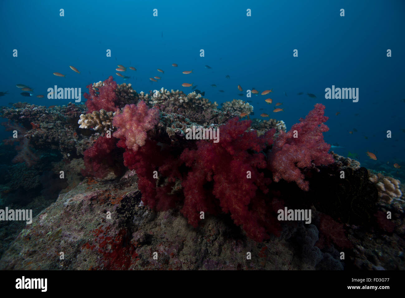 Corallo morbido su una scogliera Fijiano. Foto Stock