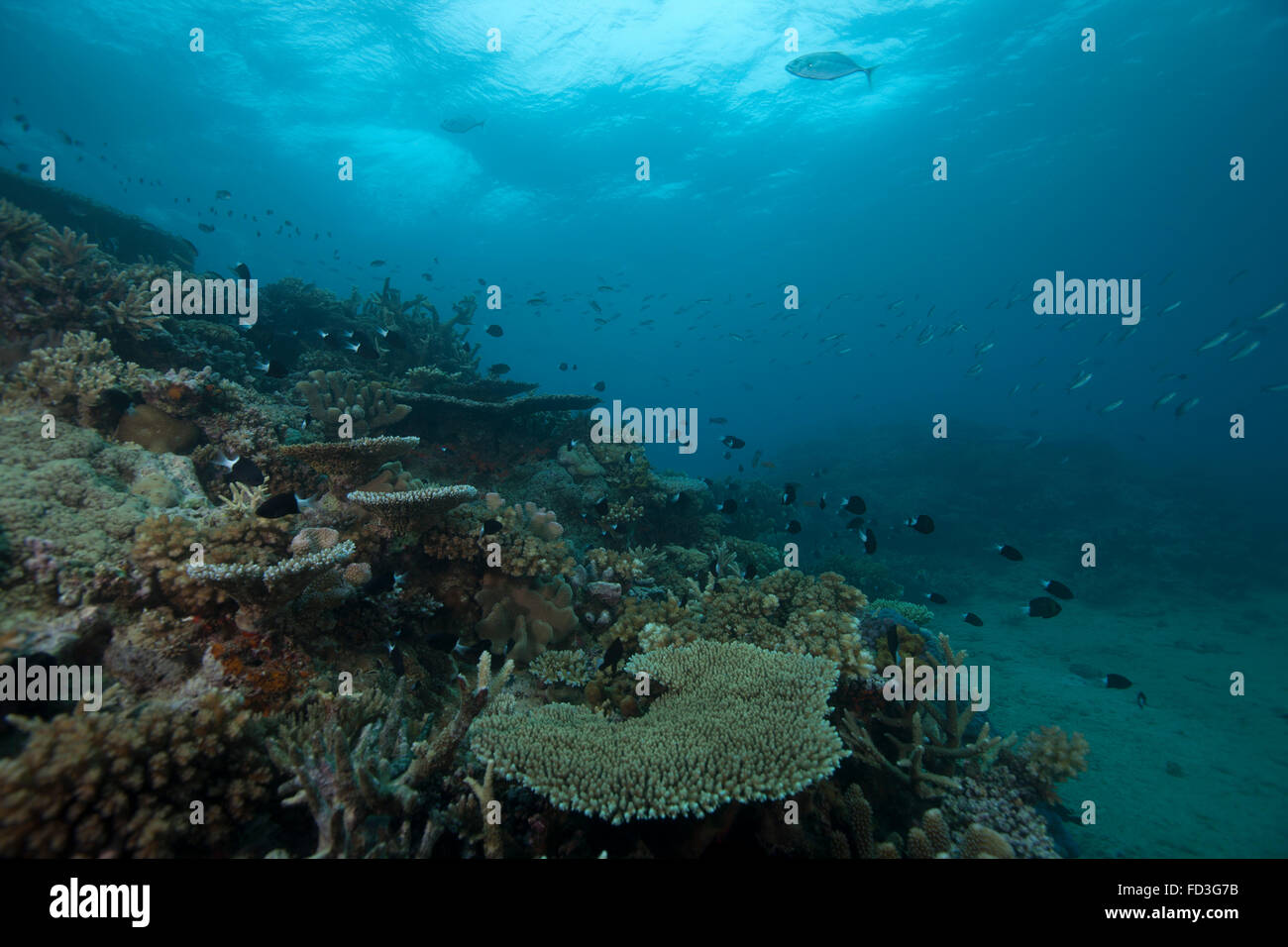 Coralli sani di coprire un reef nella laguna di Beqa, Fiji. Foto Stock