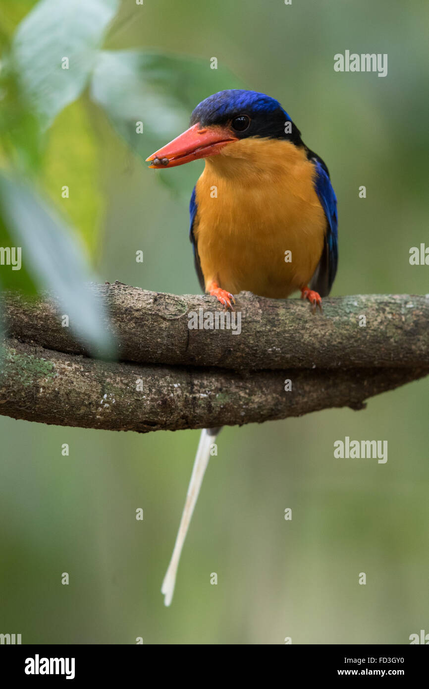 Buff-breasted Paradise Kingfisher (Tanysiptera sylvia) con un insetto nella sua bill Foto Stock