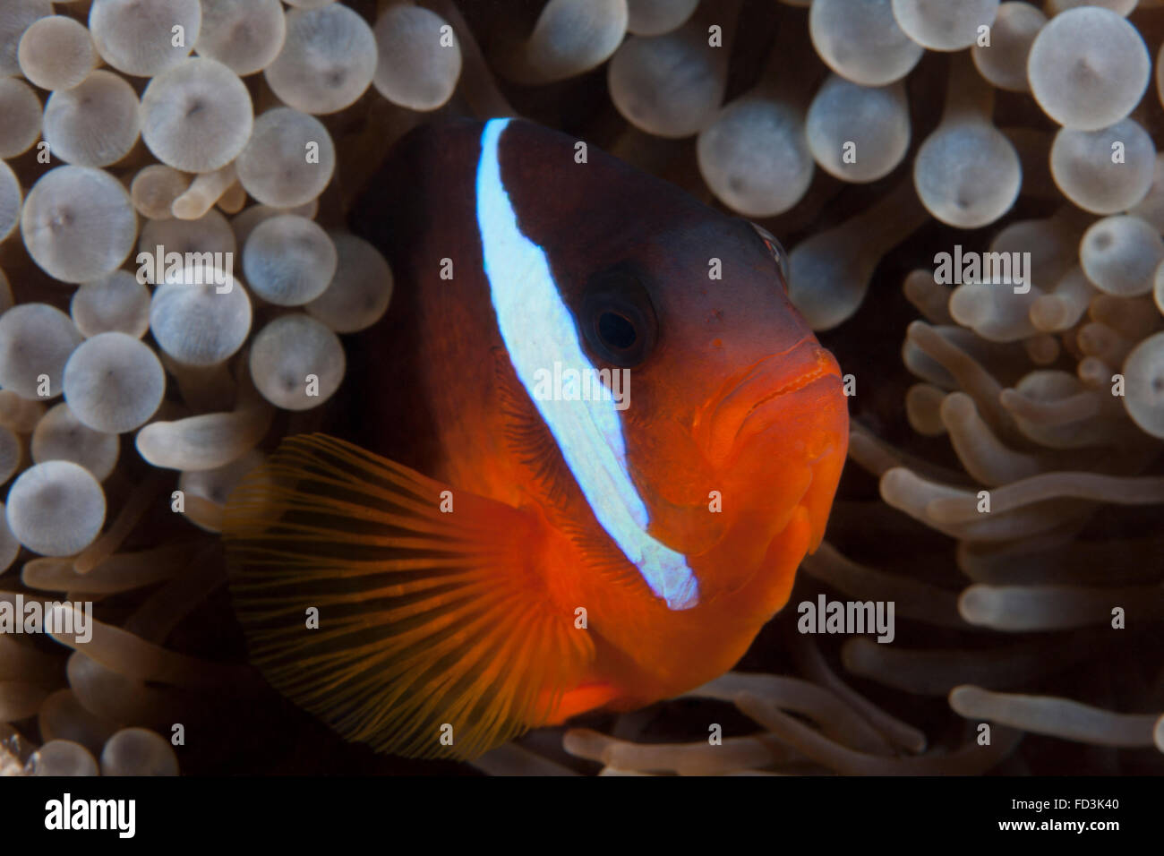 Il pomodoro clownfish nel suo host anemone, Fiji. Foto Stock