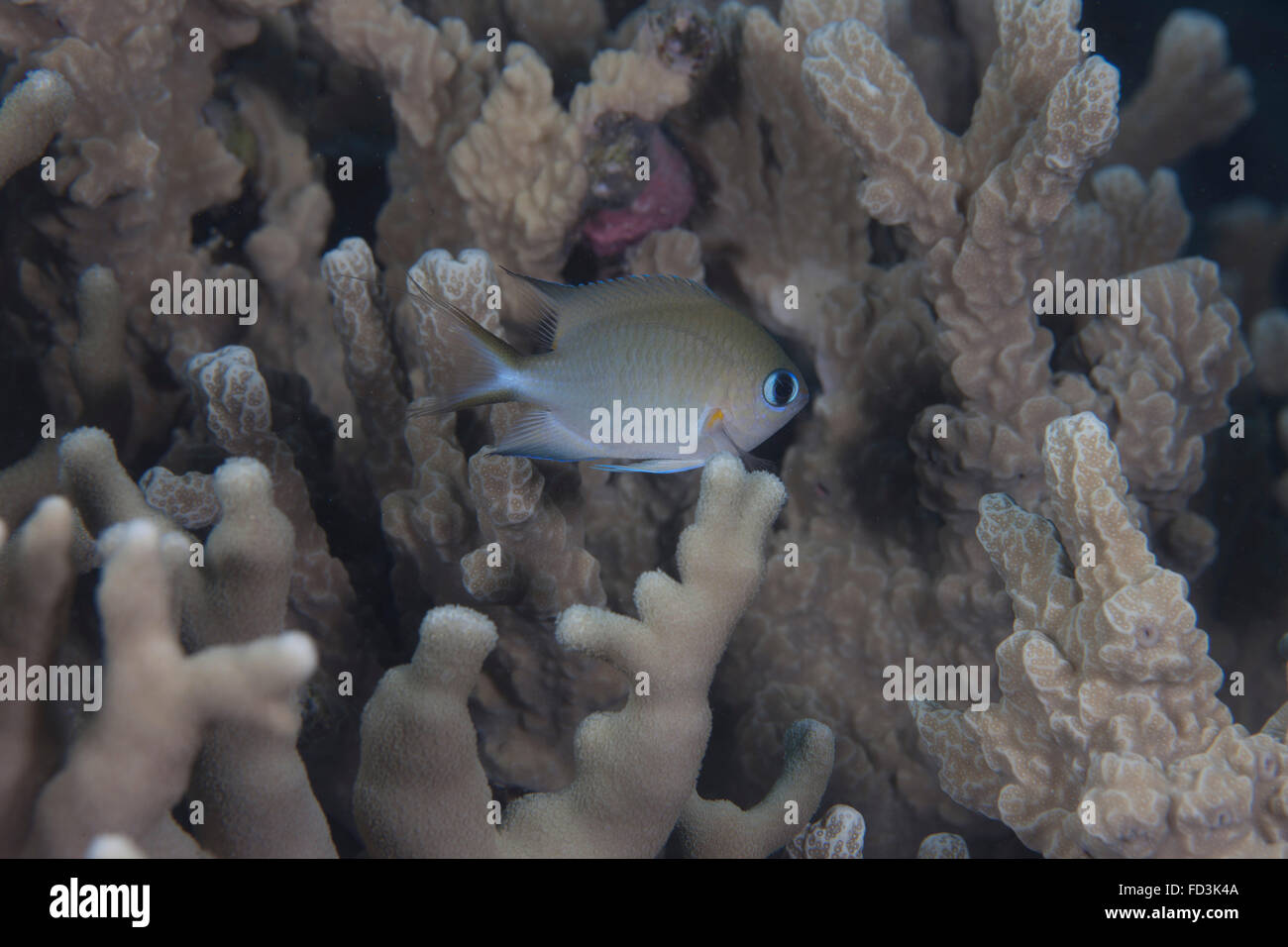 Un piccolo di Ambon (Chromis chromis amboinensis) nuotare fra coralli nella laguna di Beqa, Fiji. Foto Stock