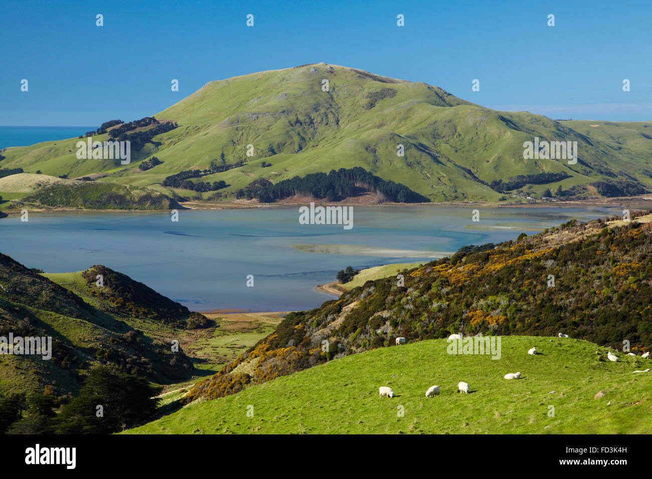 Pecore, terreni agricoli, Hoopers, ingresso e Monte Carlo, Penisola di Otago, Dunedin, Otago, Isola del Sud, Nuova Zelanda Foto Stock