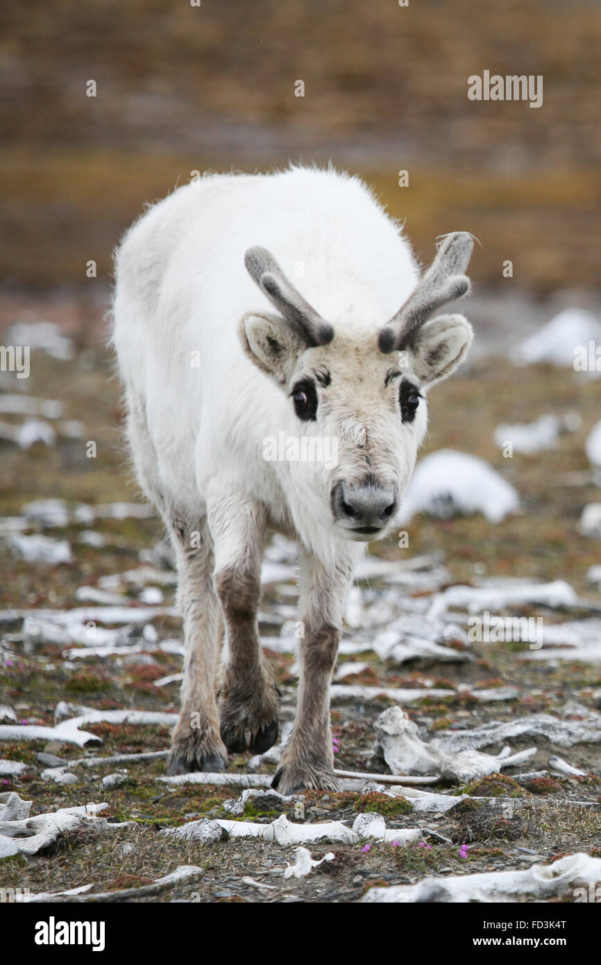 Svalbard, Edgeoya, Kapp Lee. Renna delle Svalbard camminando sulla tundra del vecchio tricheco ossa, nei pressi di vecchi cacciatori di capanne. Foto Stock