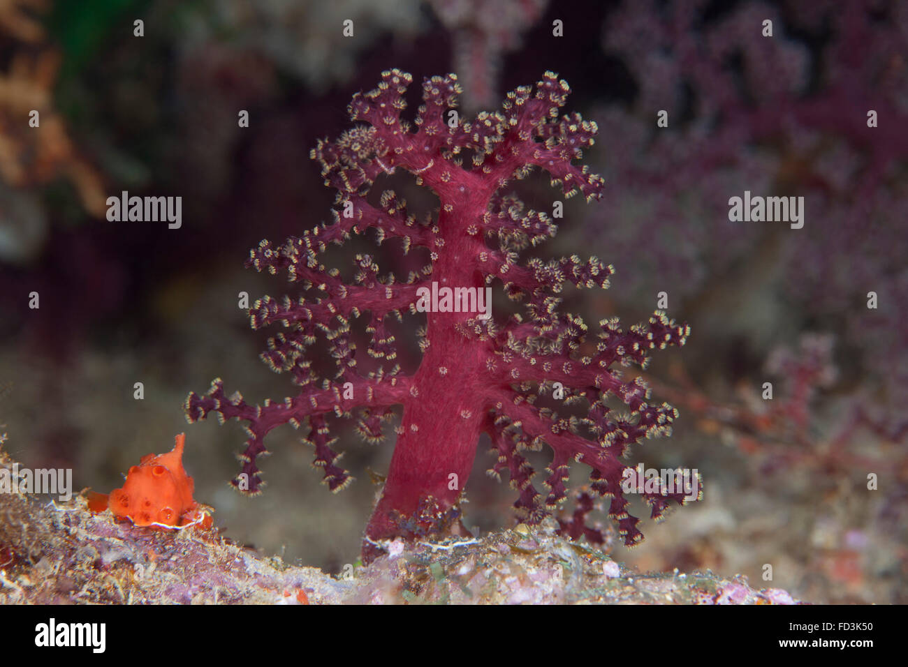 Piccoli coralli molli, Beqa Lagoon, Fiji. Foto Stock