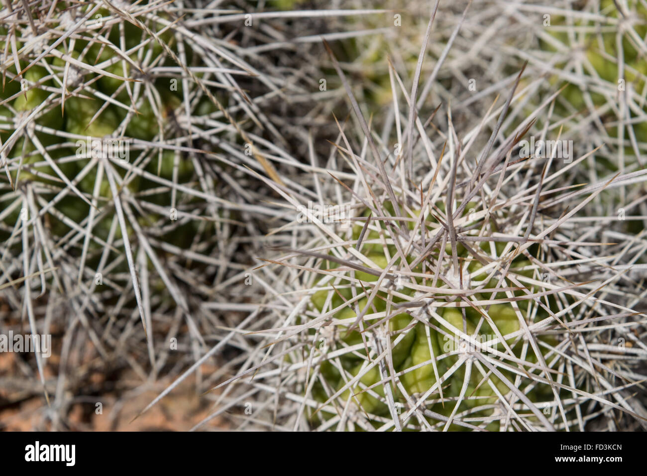 Cactus Foto Stock