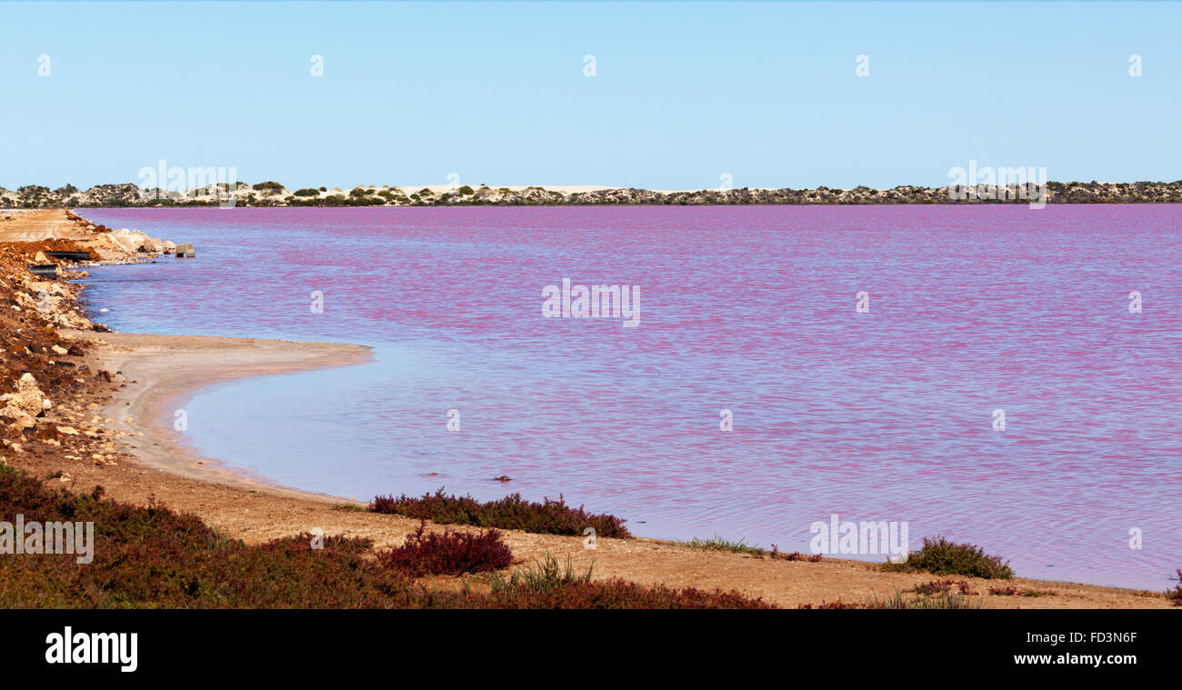 Laguna Hutt è un lago rosa che vanta una tonalità di rosa creata dalla presenza del carotenoide-la produzione di alga Dunaliella salina, una sorgente Foto Stock