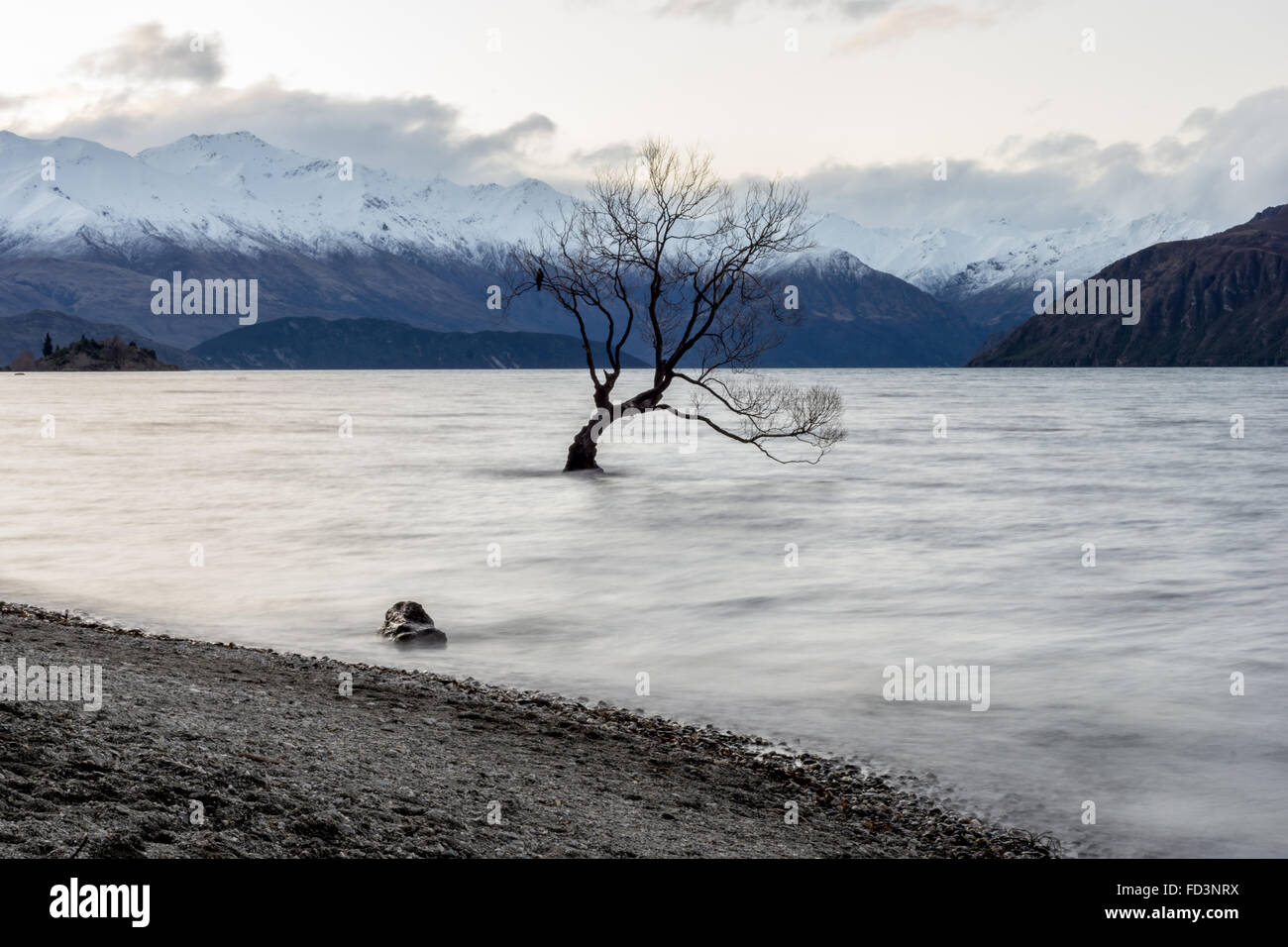 Che arriva a Wanaka albero su di un cupo grigio pomeriggio con un uccello solitario seduto nella struttura ad albero. Foto Stock