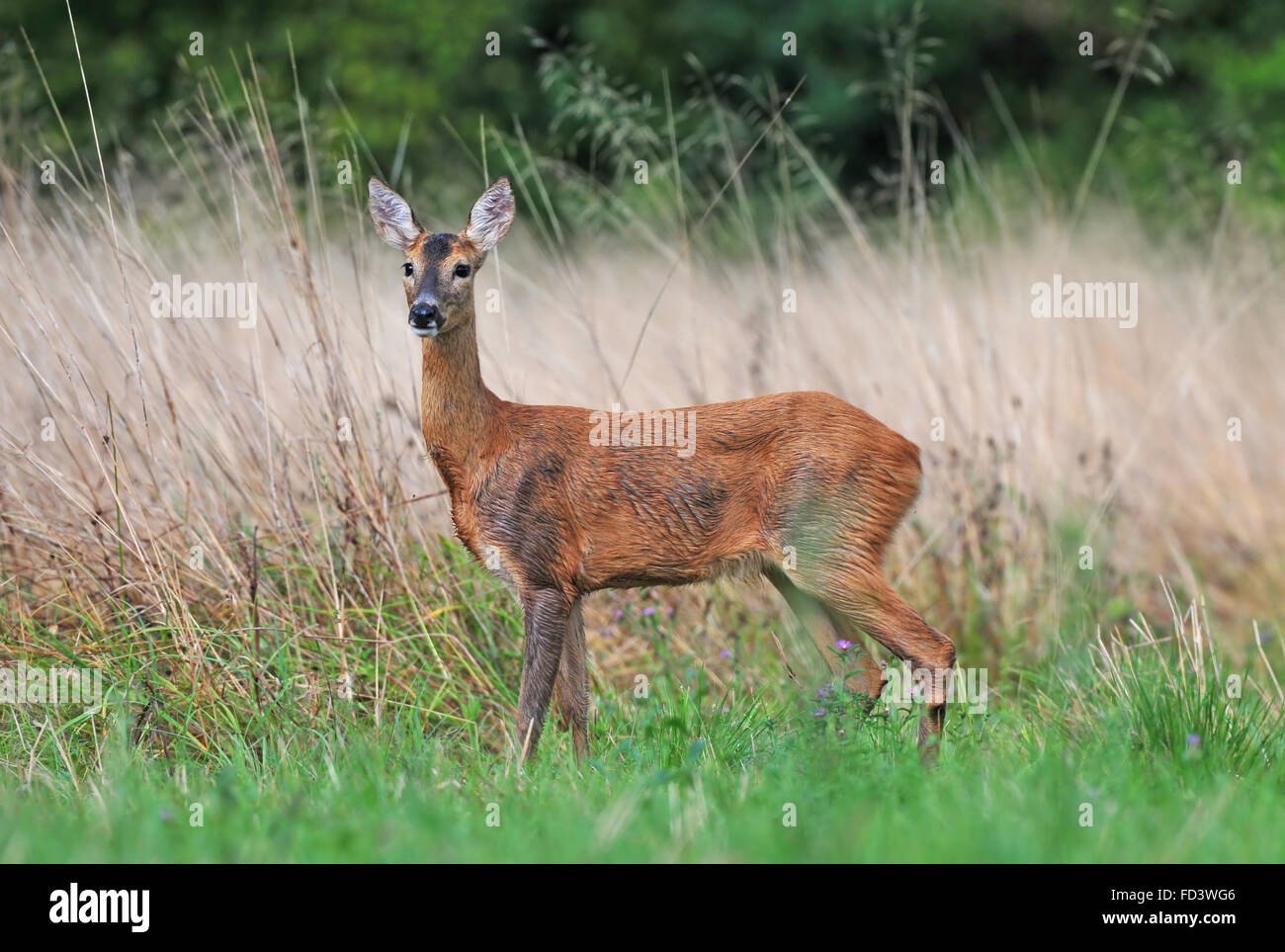 Femmina di capriolo in un campo Foto Stock