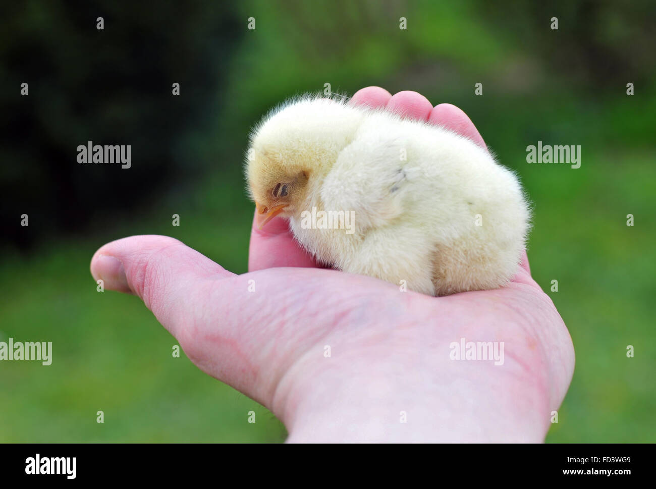 Pollo giovani dormono in una mano Foto Stock