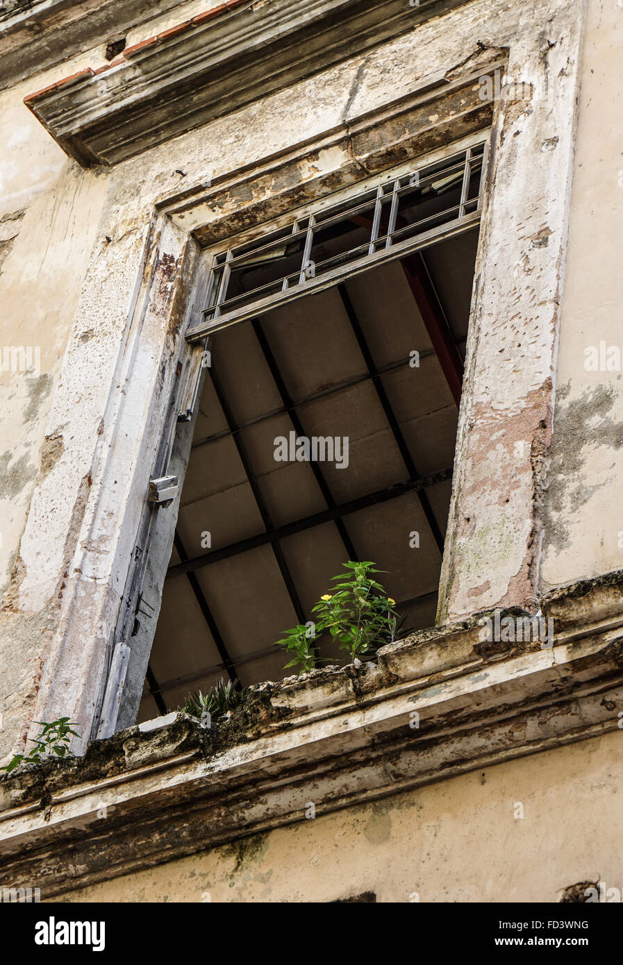 Baraccopoli facciata con glasswindow mancanti e pianta verde in crescita nel sun Foto Stock