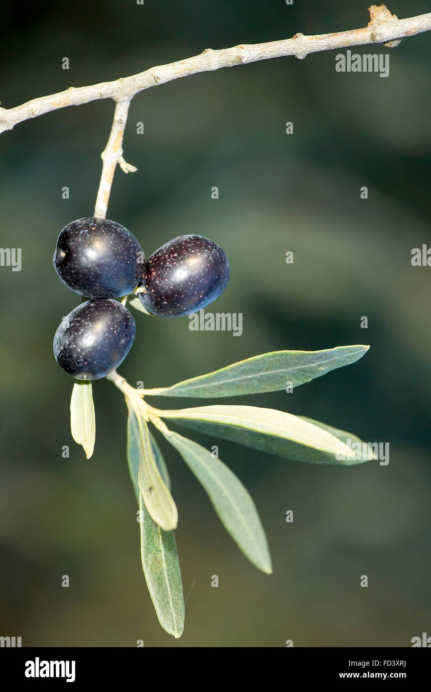 Tre olive, Olea europaea, mature e nero su un rametto Foto Stock