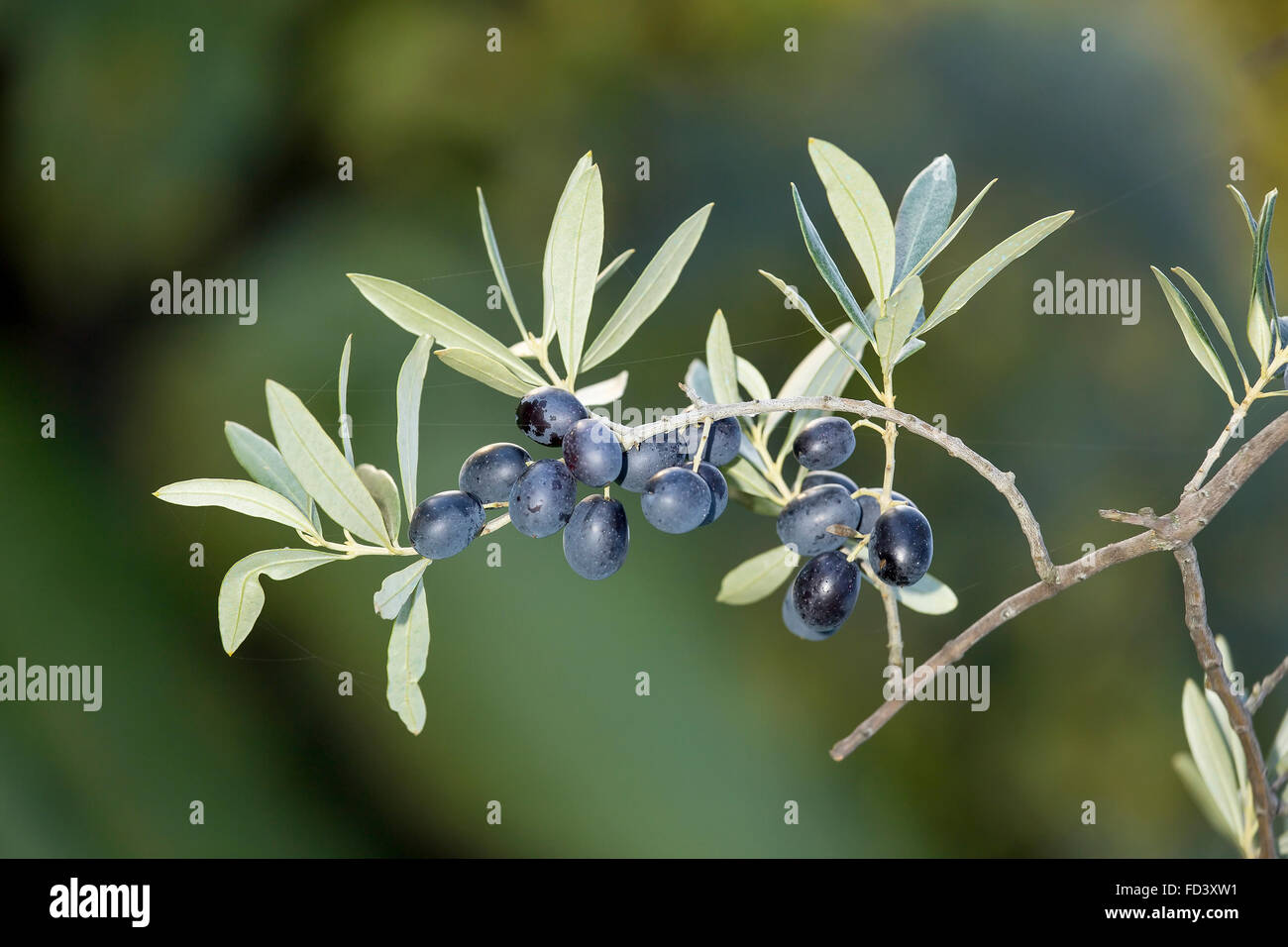 Un ciuffo pieno di black olive mature, Olea europaea Foto Stock