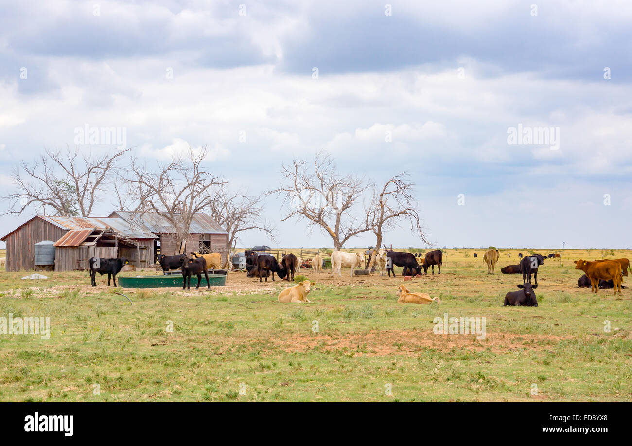 Ranch di bestiame, Texas Panhandle vicino a Amarillo, Texas, Stati Uniti Foto Stock