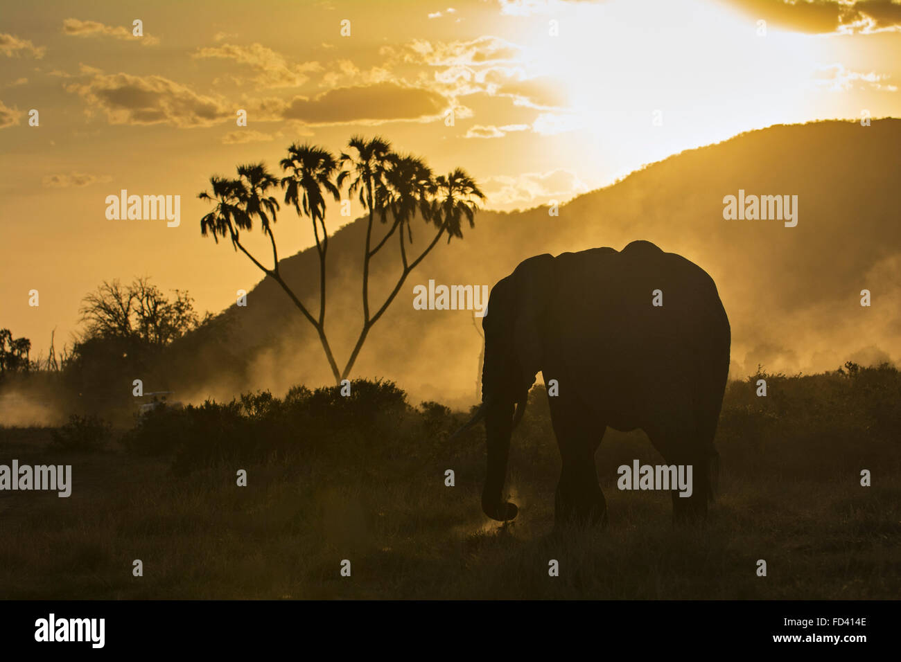 Bush africano Elefante africano (Loxodonta africana) al tramonto nella polvere della pianura di Samburu national park in Kenya Foto Stock