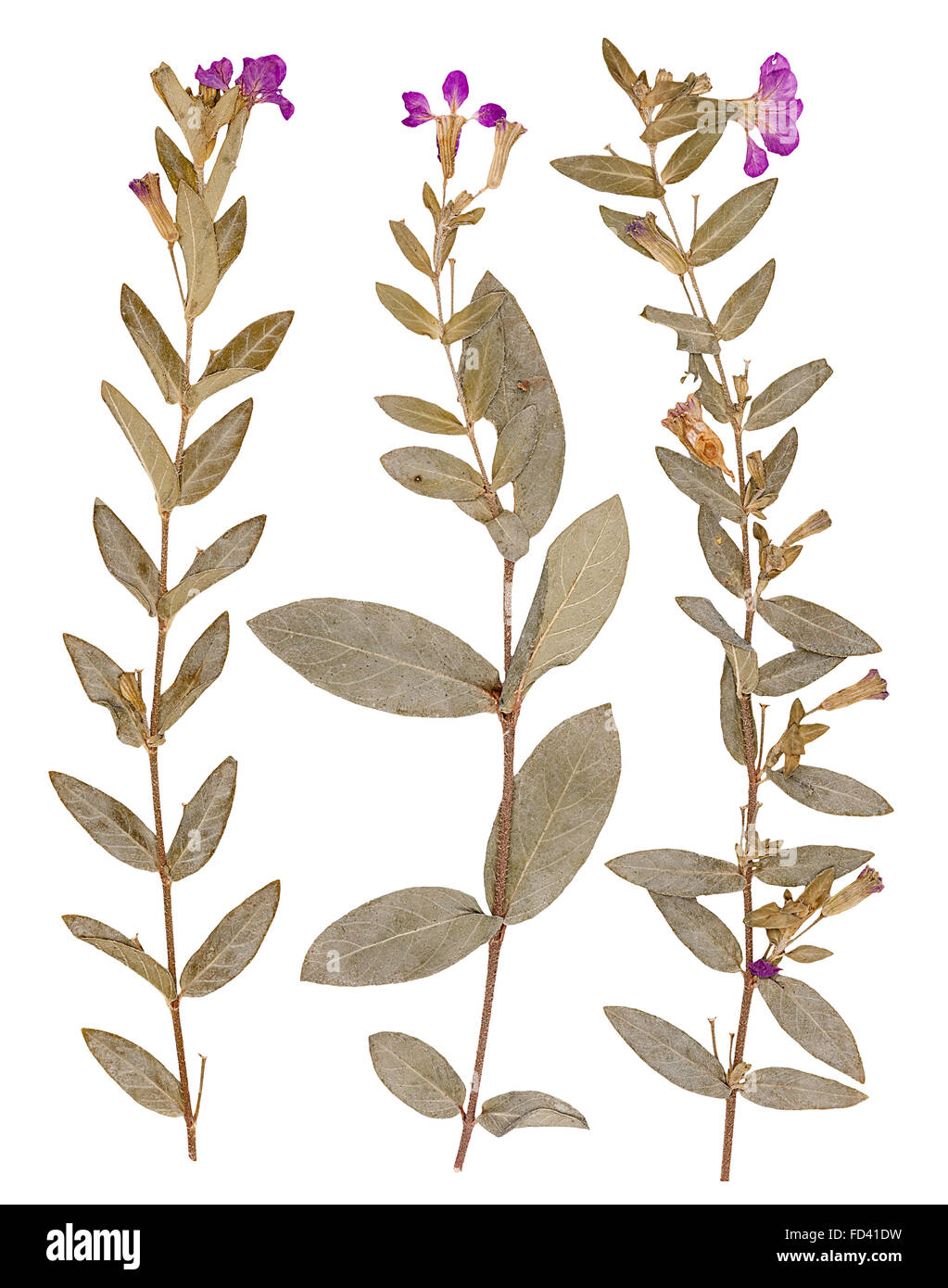Set di wild pressato a secco di fiori e foglie, isolato Foto Stock