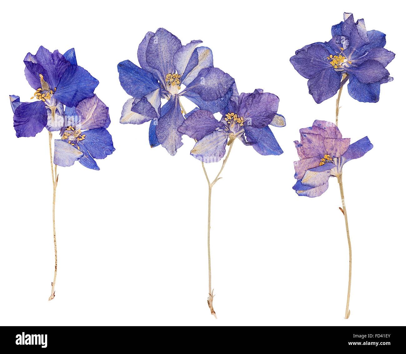 Set di wild asciugare in piano fiori pressati, isolato Foto Stock
