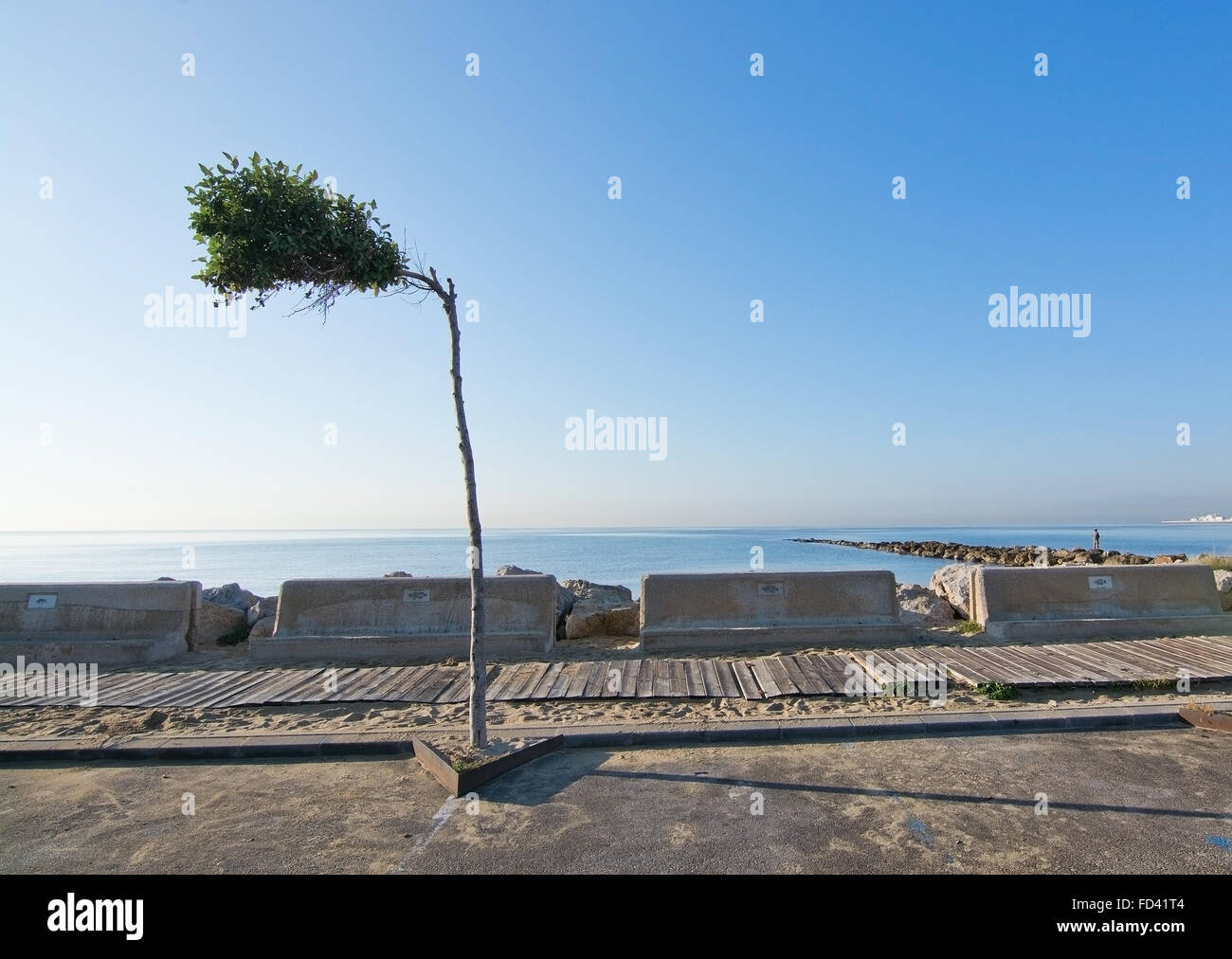 Funny tree sul mare percorso in bicicletta lungo il Mediterraneo in una giornata di sole sul dicembre 22, 2015 in Palma de Mallorca, Spagna Foto Stock