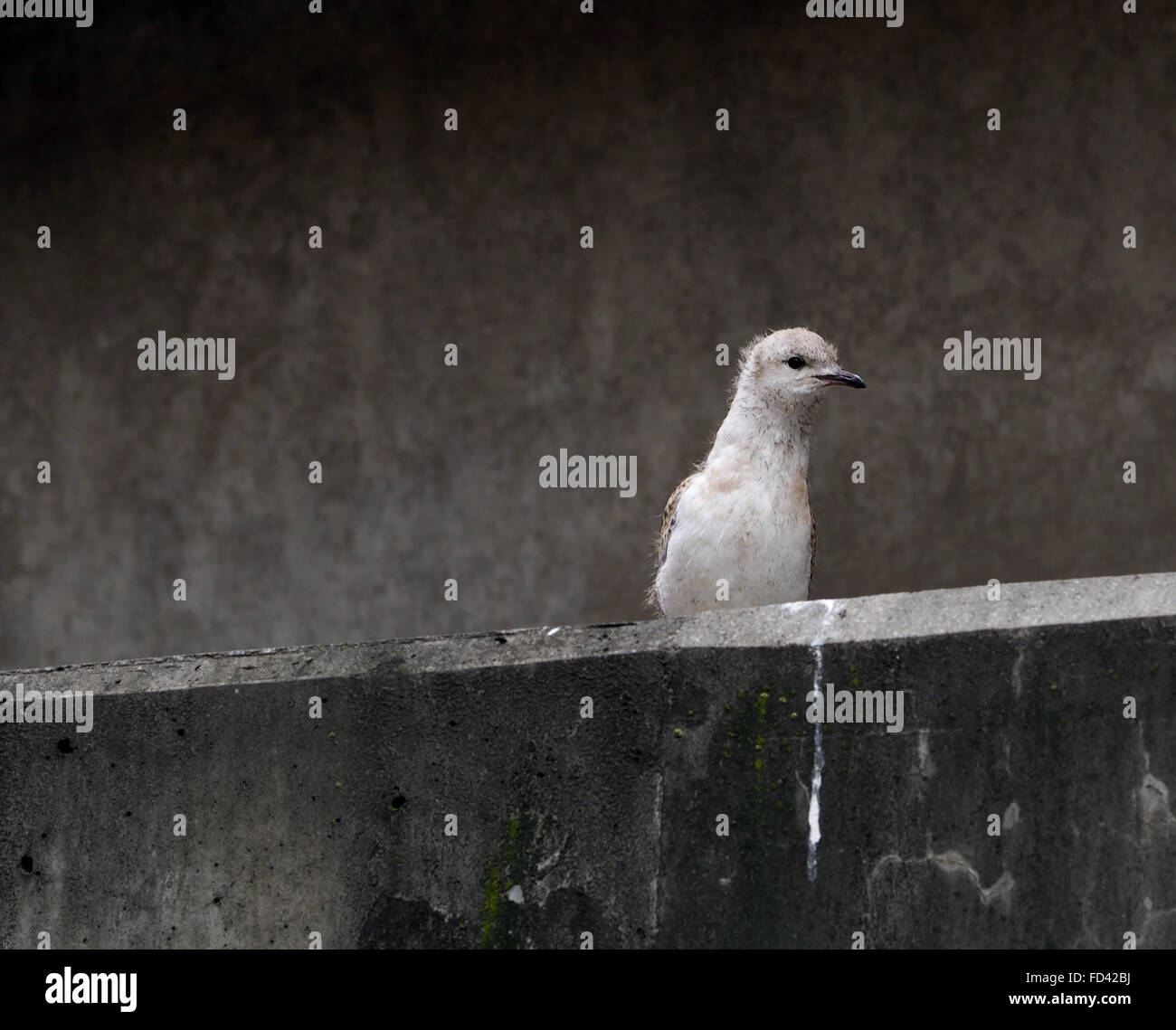 Seagull Baby Silver Gabbiano Seagull sul ponte Foto Stock