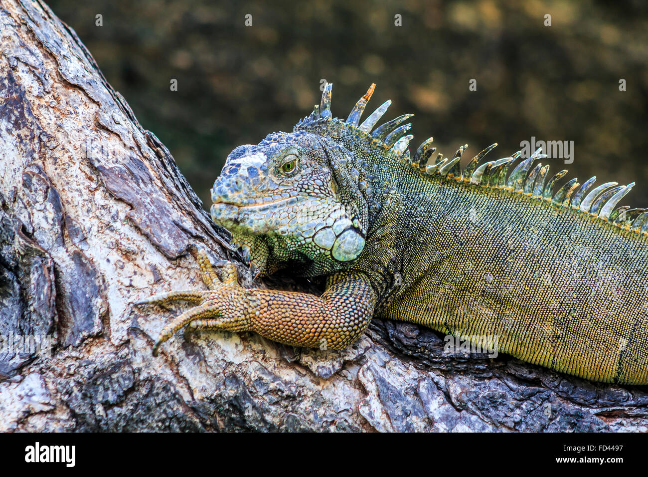 Close up di un maschio verde (Iguana iguana Iguana) con spine e di giogaia fotografato nel Parque de las iguana, di Guayaquil, Ecuador Foto Stock