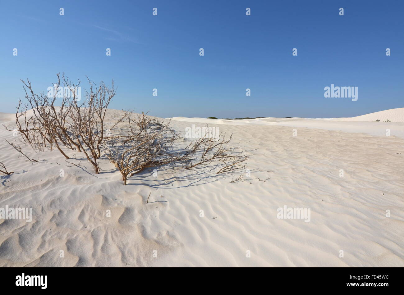 Un arbusto sulle dune di sabbia bianca nel Nambung National Park, Australia occidentale Foto Stock