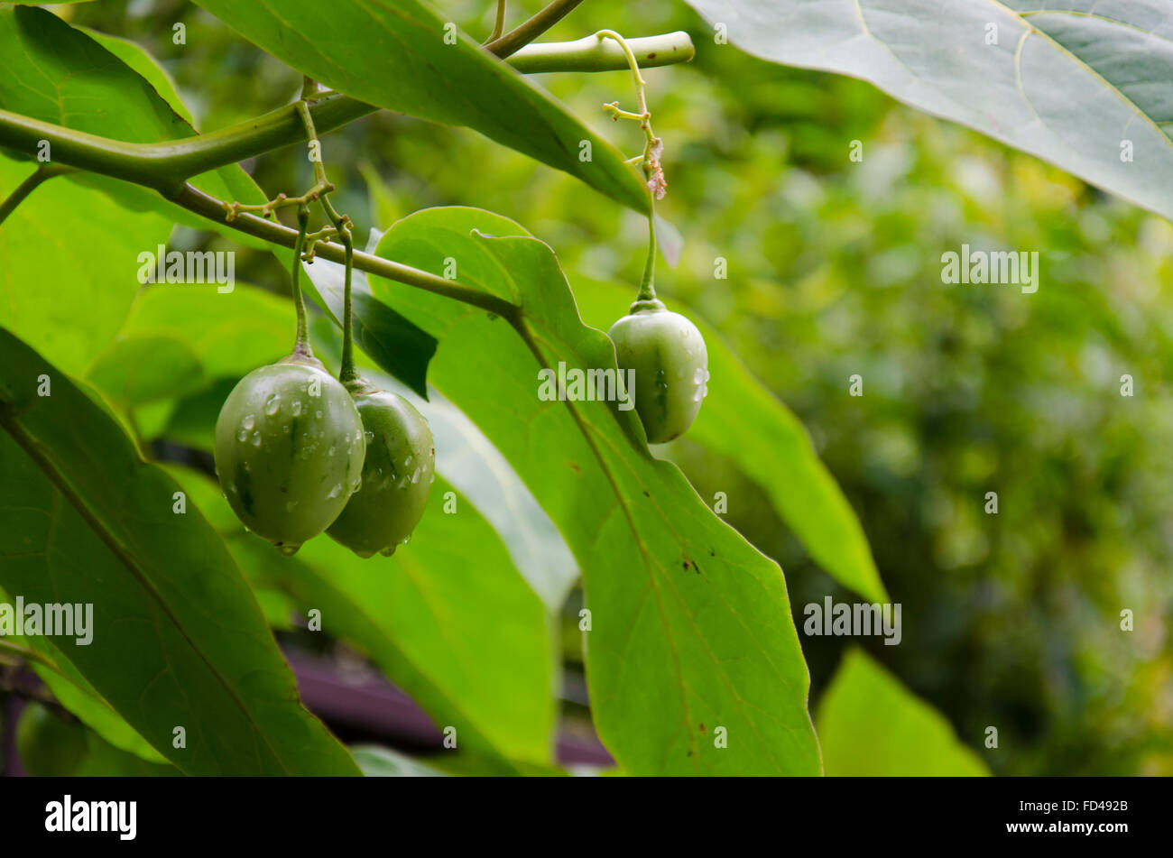 Verde (non maturato) Tamarillos (famiglia Solanaceae (la famiglia nightshade) bagnato dopo la pioggia, appendere da un albero a Sydney, in Australia in estate Foto Stock