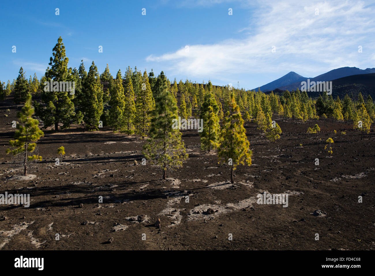 Canaria di alberi di pino sul paesaggio vulcanico del Parco Nazionale del Teide Tenerife, Spagna. Foto Stock