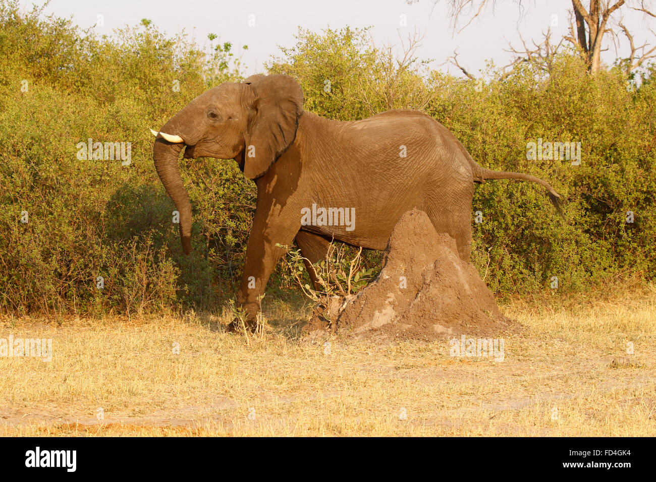 Bush africano gli elefanti sono il nostro più grande vita animale terrestre, di vita selvatica in tutta l'Africa un altamente specie intelligente Foto Stock
