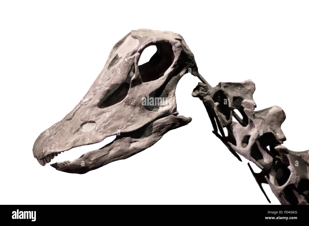 Diplodocus scheletro bianco su sfondo isolato. Foto Stock
