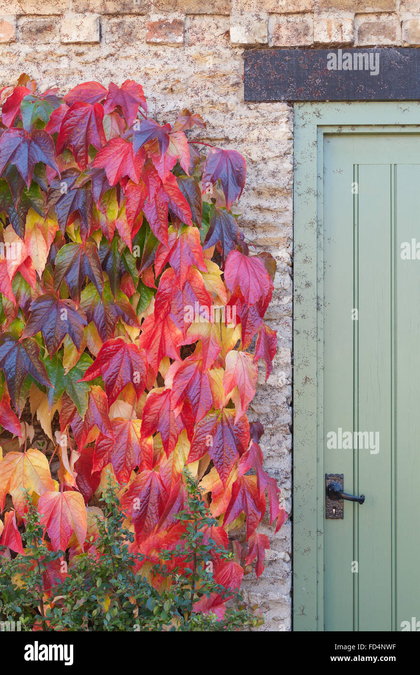 Parthenocissus tricuspidata 'Veitchii' - small-lasciava in Virginia il superriduttore. Brightwater giardini, Saxby, Lincolnshire, Regno Unito. Foto Stock