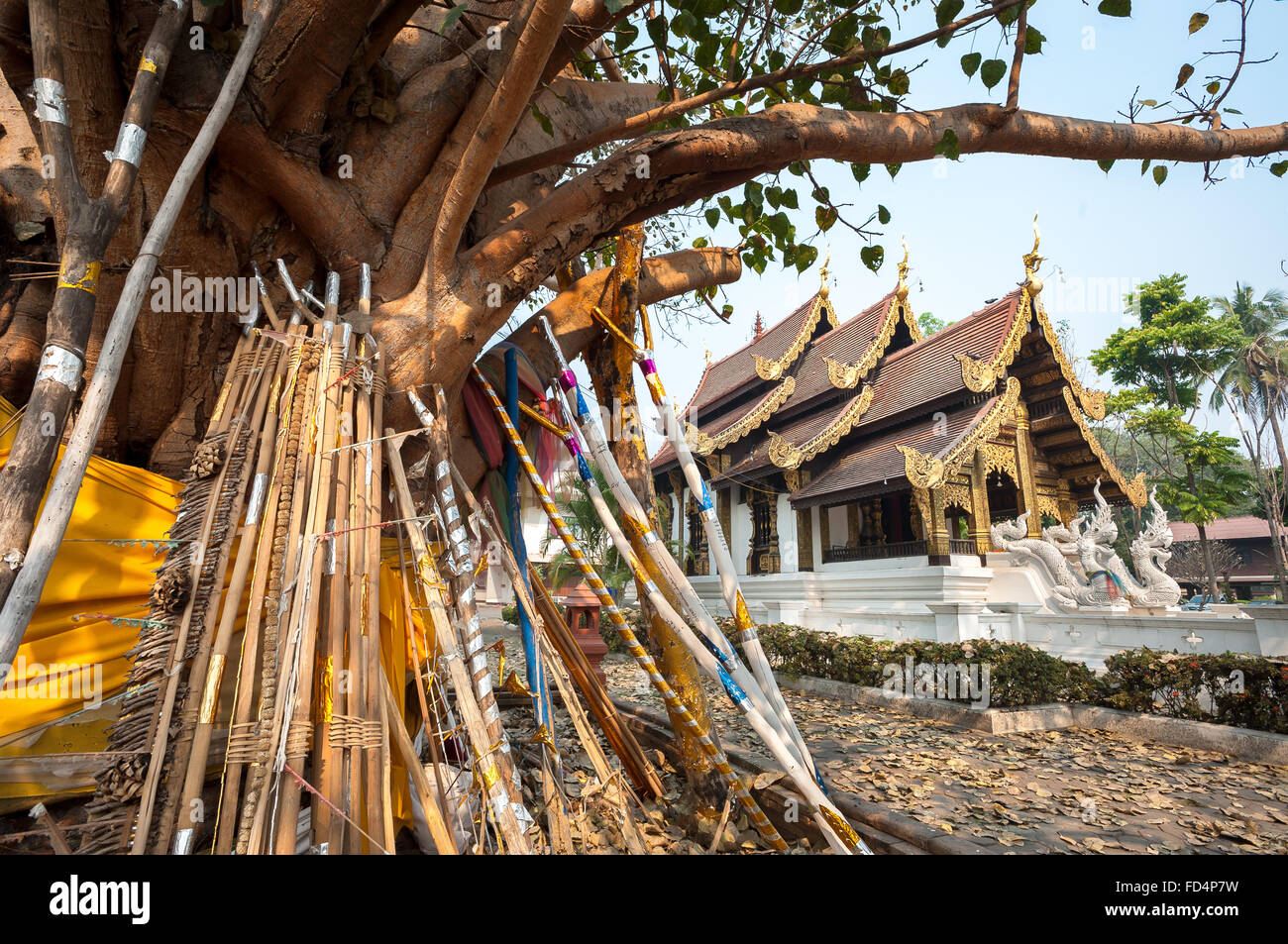 Puntelli di legno a sostegno di un vecchio bodhi tree nella motivazione di wat jed yod, Chiang Mai, Thailandia Foto Stock