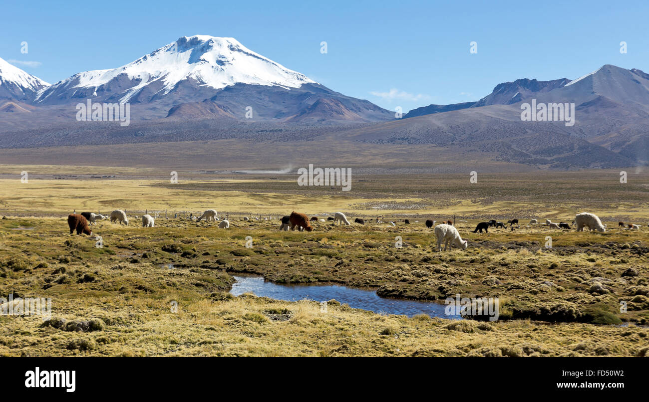 Paesaggio delle montagne delle Ande, con coperte di neve vulcano sullo sfondo, e un gruppo di llama al pascolo nelle highlands. Foto Stock