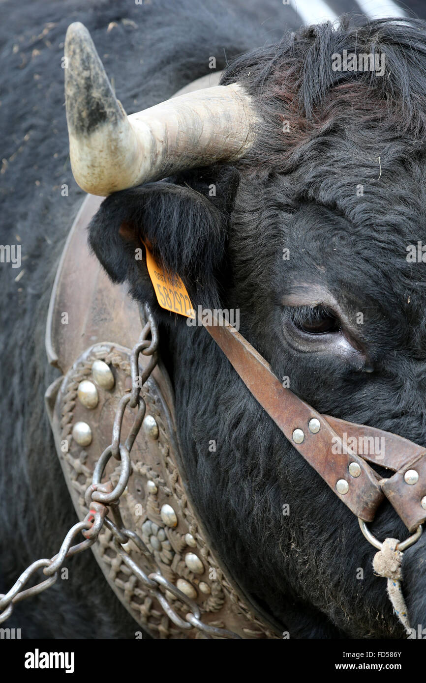 Fiera agricola nelle Alpi francesi. L'Herens Eringer (in tedesco) è una razza bovina chiamato dopo il Val d'HŽrens regione Foto Stock