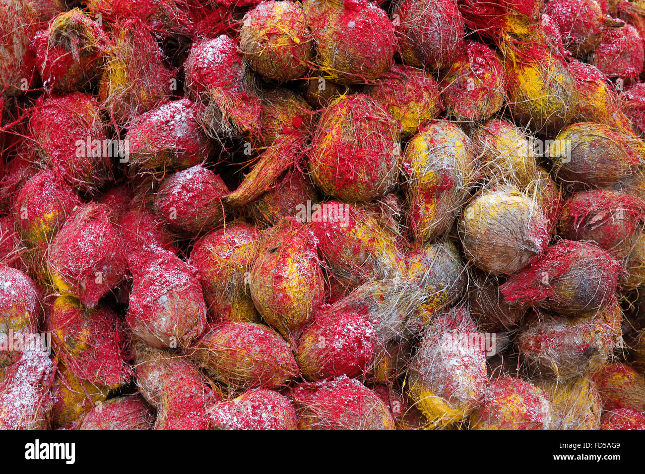 Ganesh festival. Offerte di noce di cocco. Foto Stock