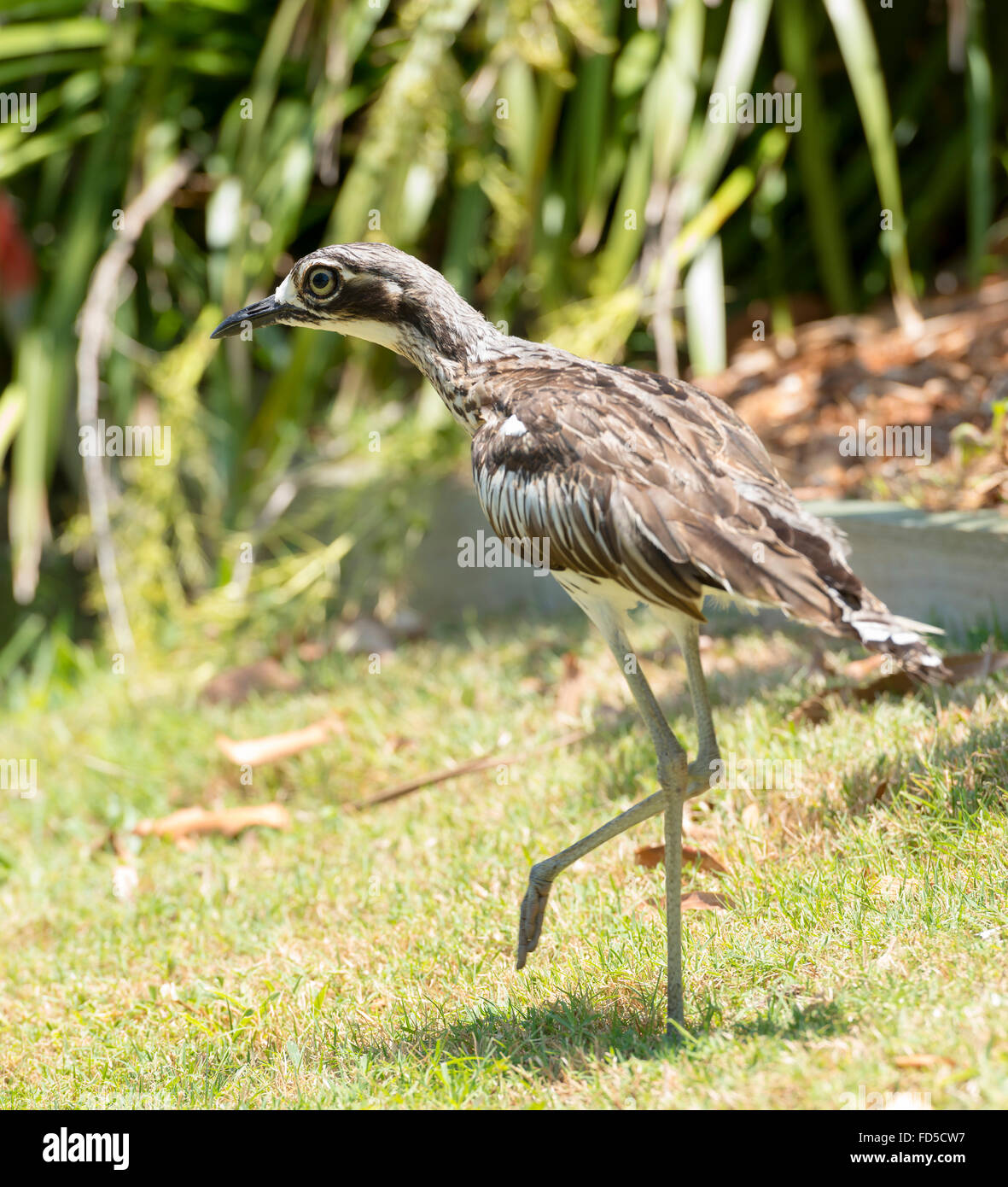 La boccola di pietra (curlew Burhinus grallarius) è un iconico, uccello notturno si vede spesso su Stradbroke Island, Queensland, Australia Foto Stock