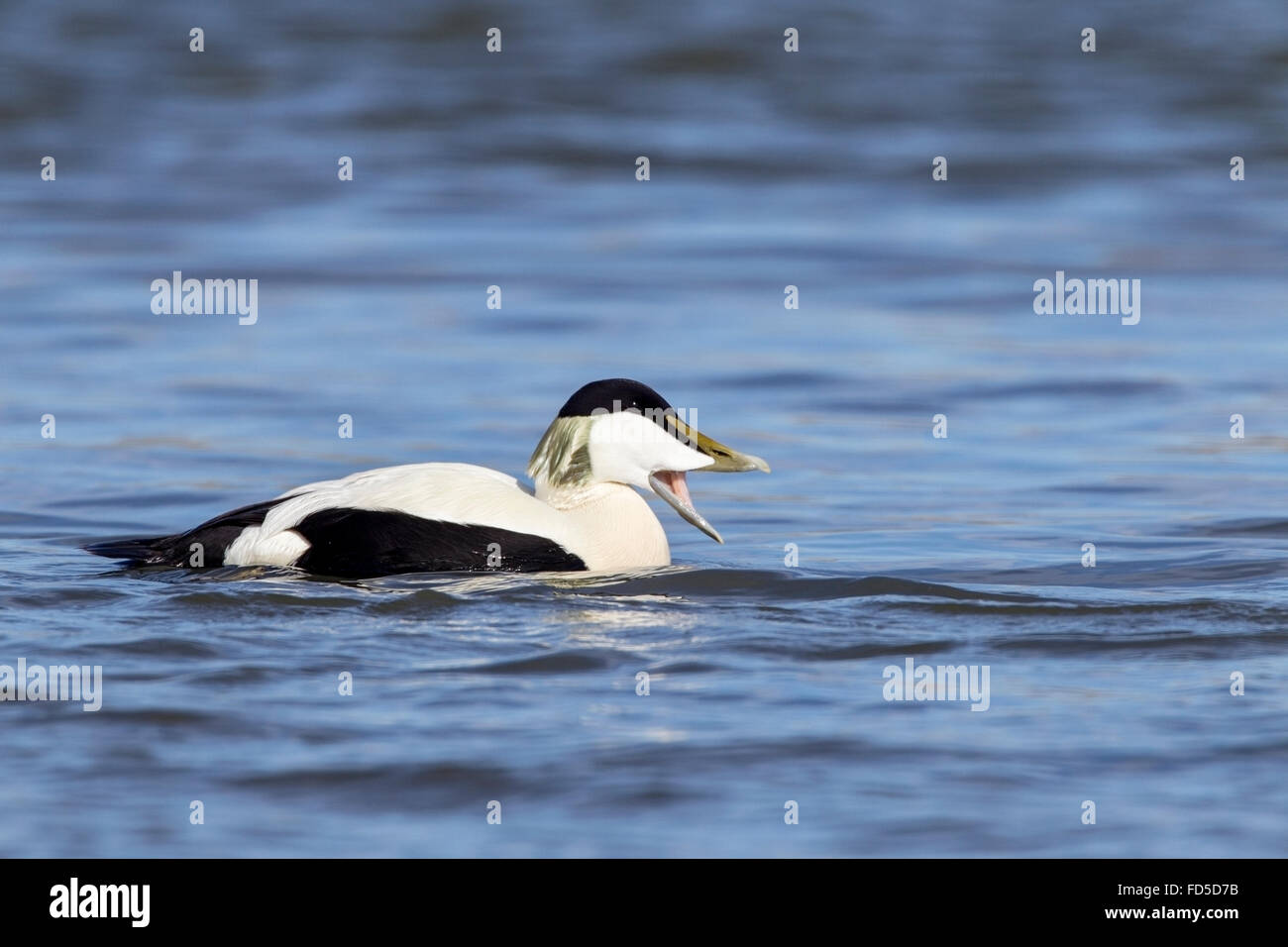 Eider comune (Somateria mollissima) maschio adulto di nuoto in mare chiamando con la bocca aperta, Aberdeenshire, Scotland, Regno Unito Foto Stock