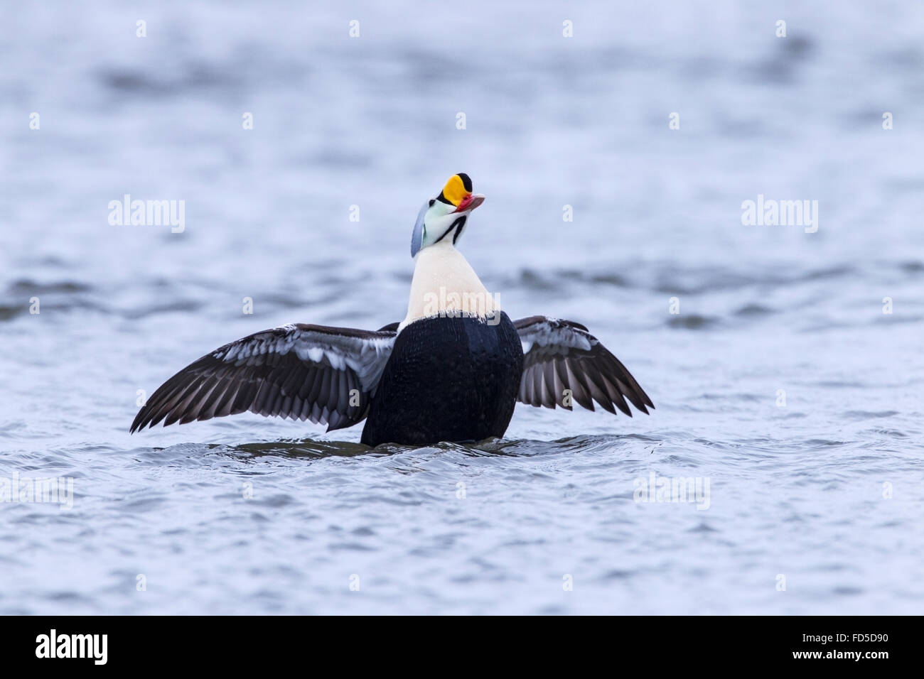 Re eider (Somateria spectabilis) adulto drake nuoto sul mare con ali sollevato, Ythan estuary, Aberdeen Scotland, Regno Unito Foto Stock