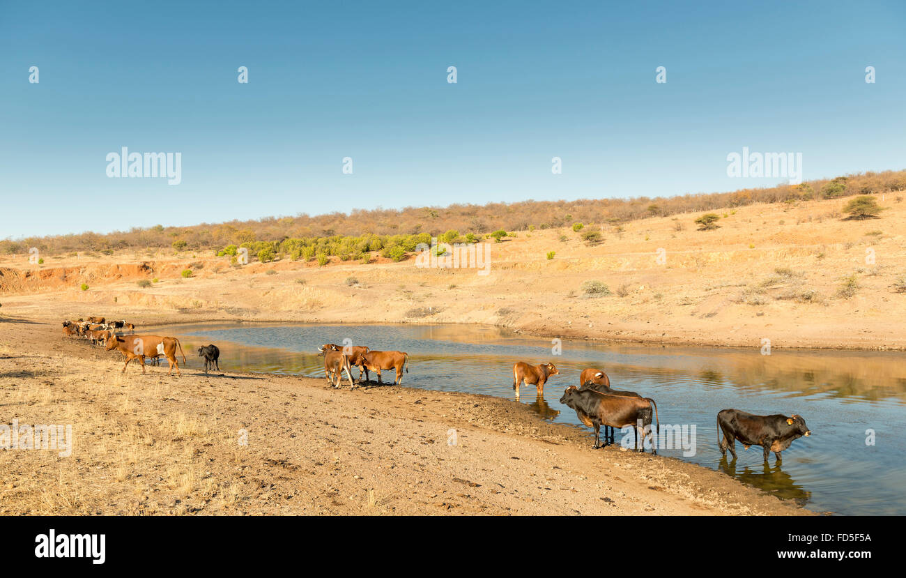 Allevamento bovino pascolano in prossimità di un foro di irrigazione in secco e caldo in Botswana, Africa Foto Stock