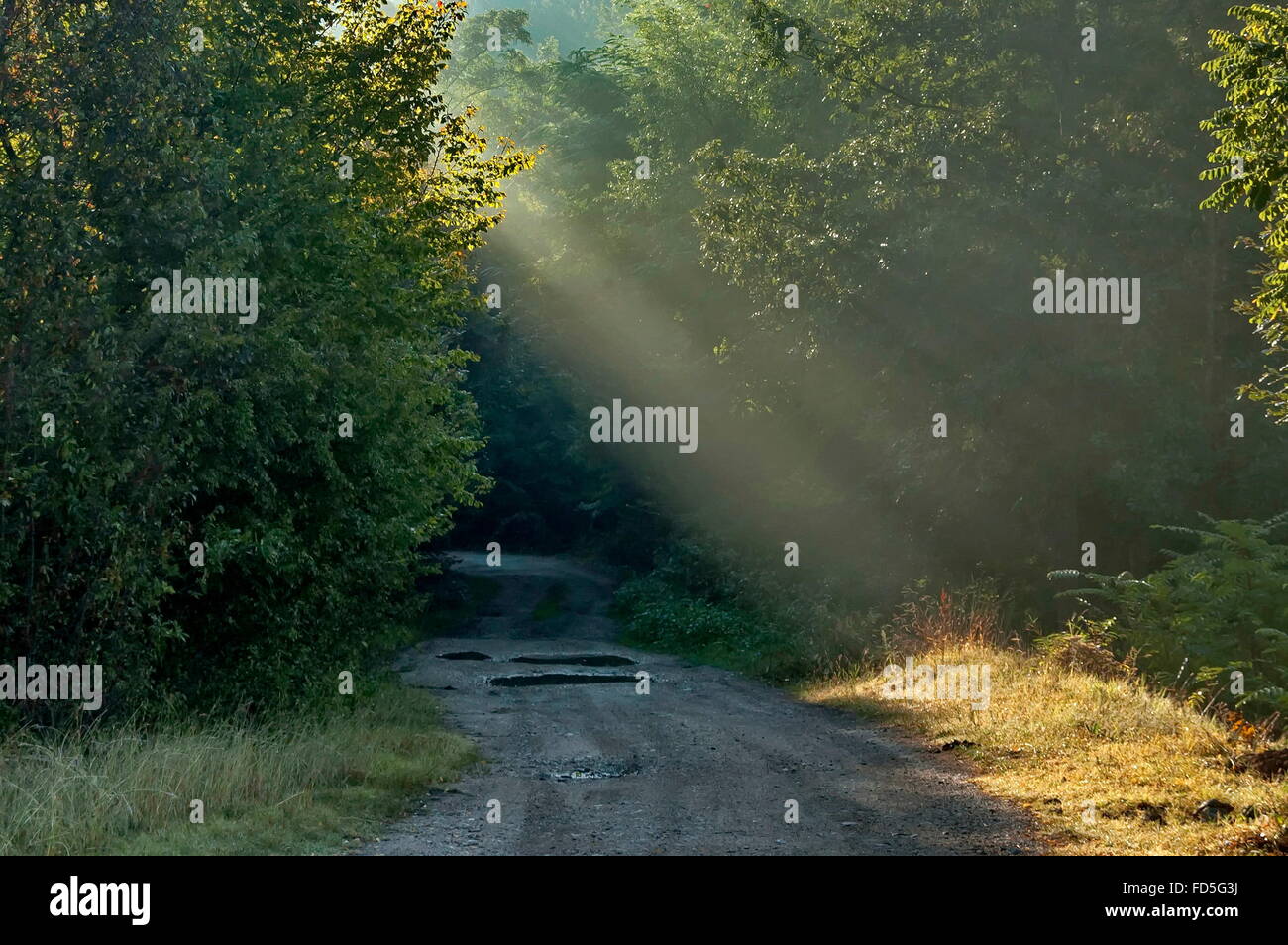 Sunbeam nella foresta di belogradchik area Rocks, Bulgaria Foto Stock