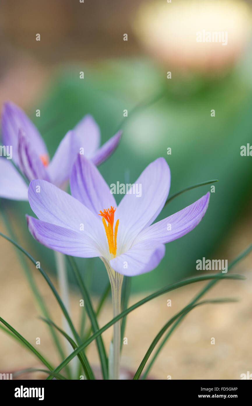Crocus Corsicus. Corsica fiore Crocus Foto Stock