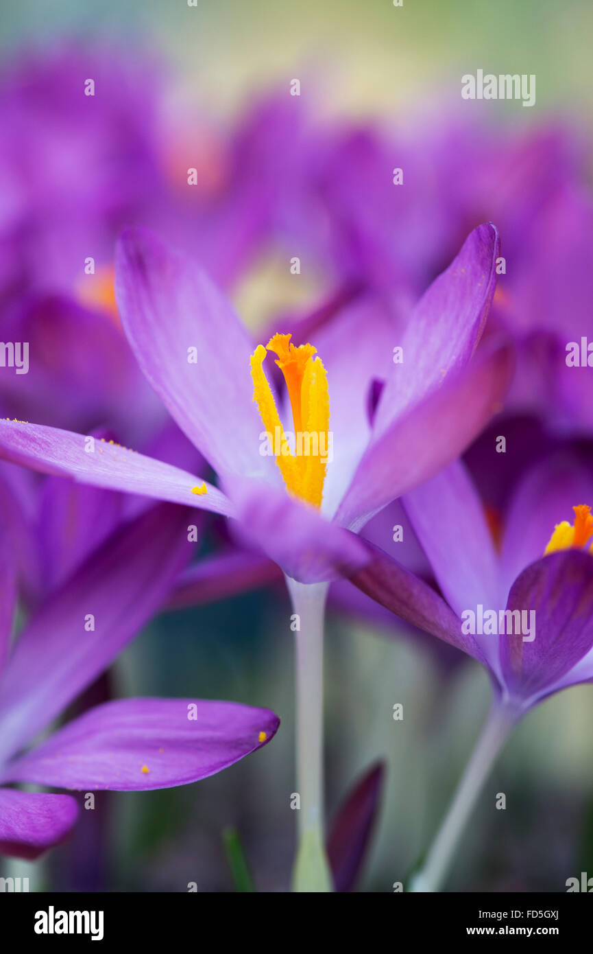Crocus Tommasinianus. Inizio crocus flower Foto Stock
