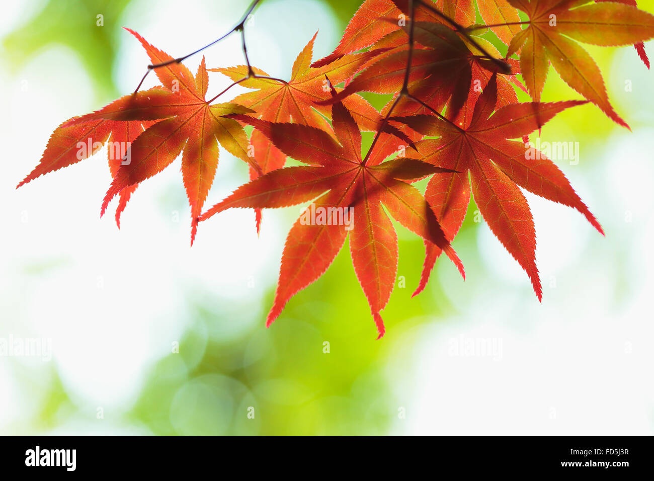 Aceri rossi Foto Stock