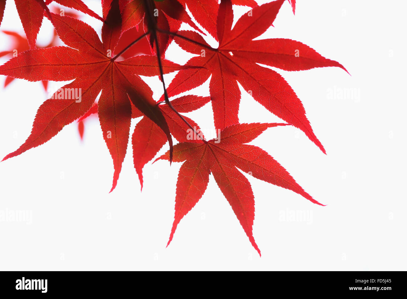 Aceri rossi Foto Stock