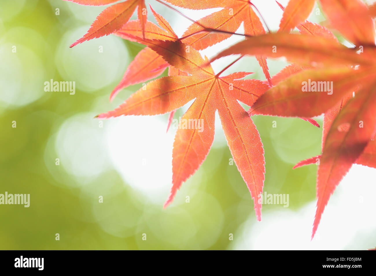 Aceri rossi Foto Stock