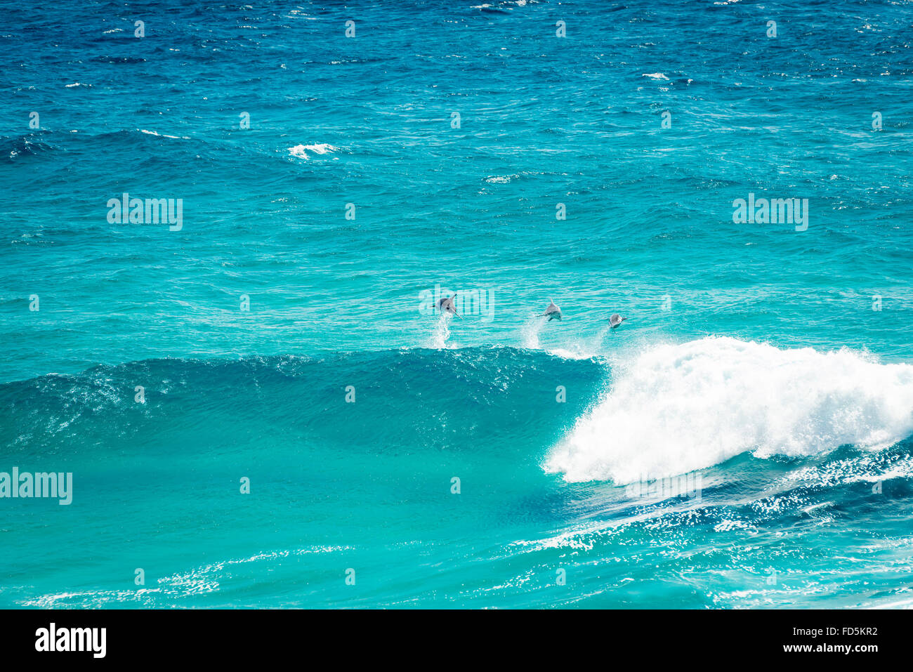 Gruppo di delfini giocare e saltare le onde off Stradbroke Island, Queensland, Australia Foto Stock