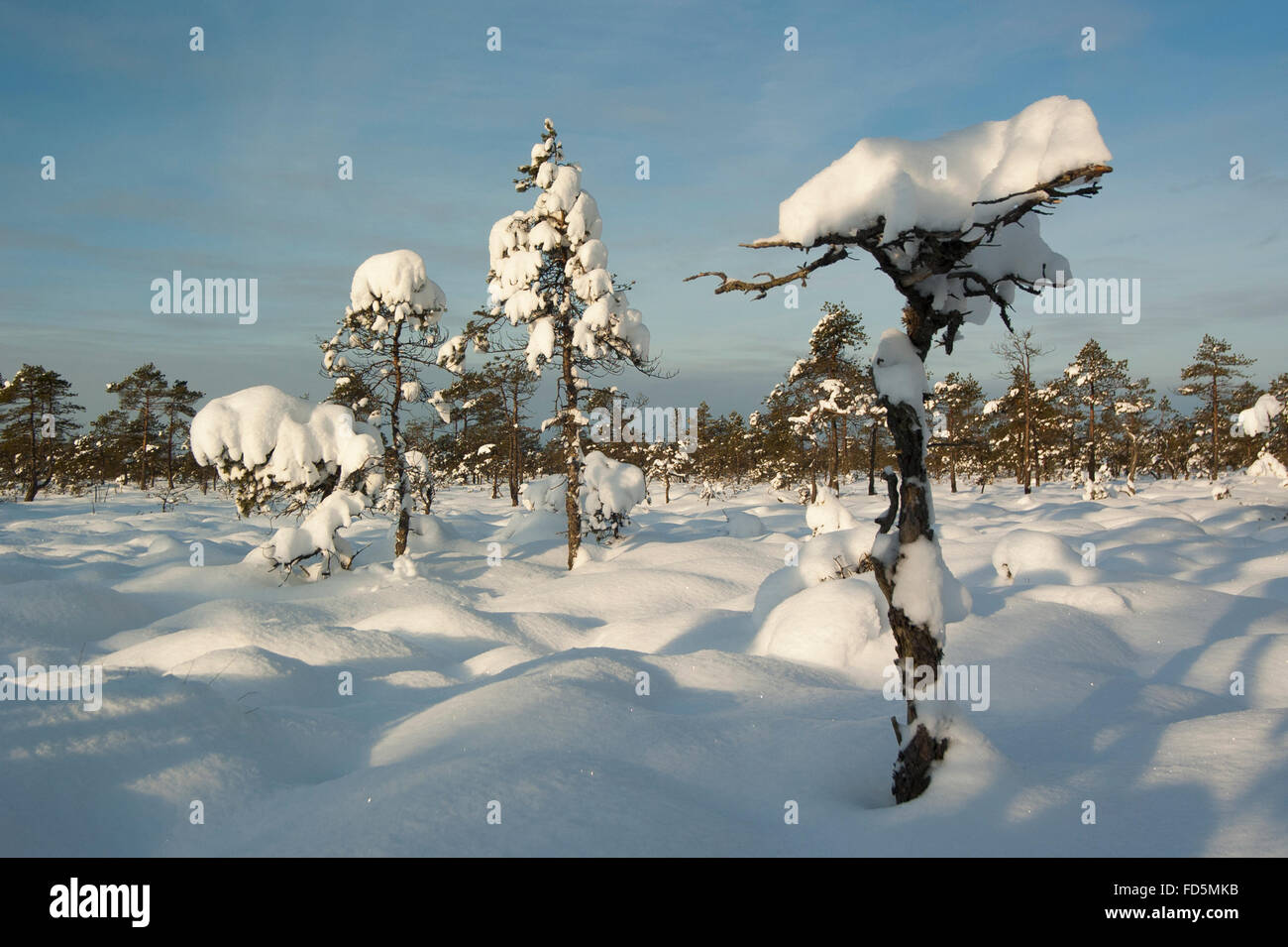Neve coperto da alberi di pino. Foto Stock