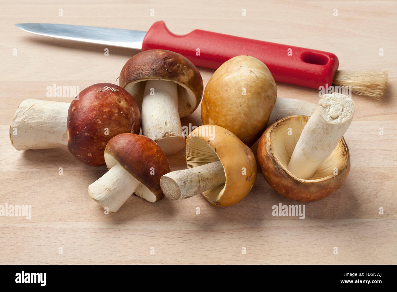 Crudo fresco funghi Russula con un coltello a fungo Foto Stock