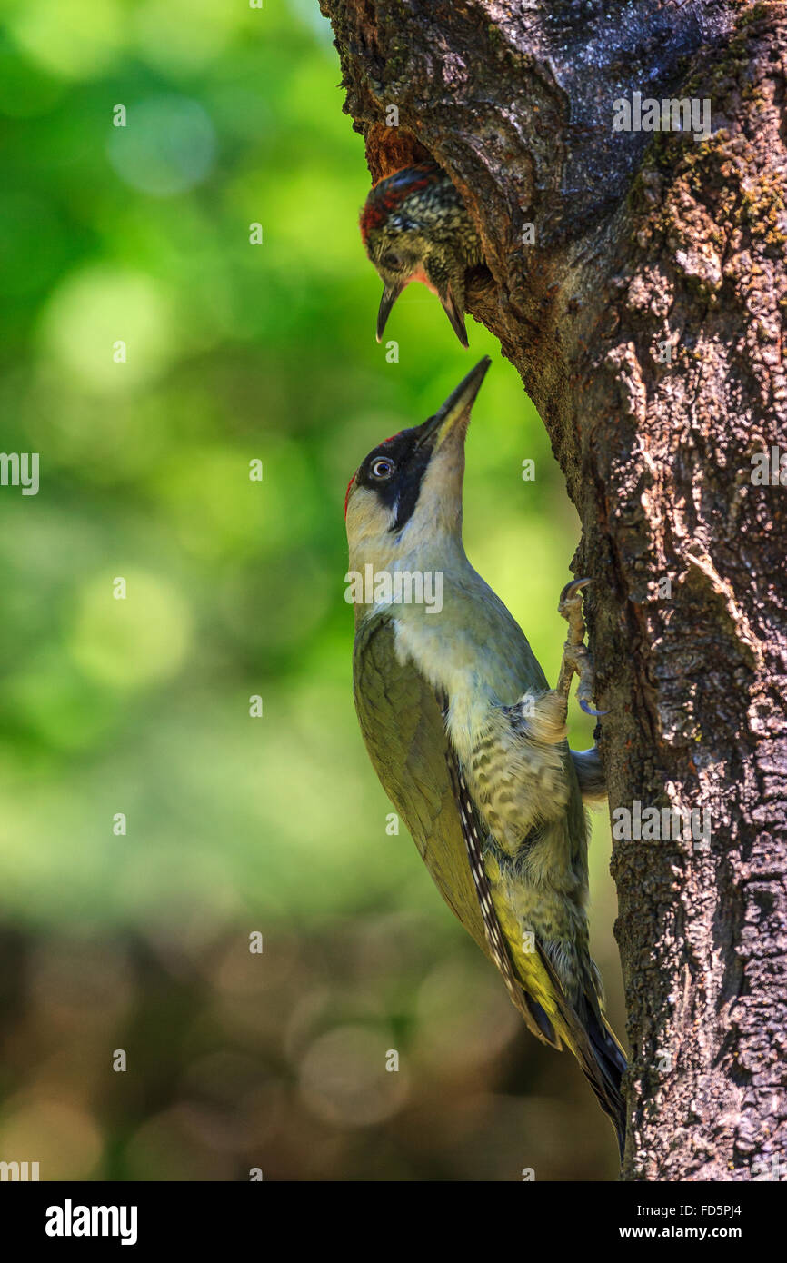 Picchio verde alimentando il suo pulcino (Picus viridis) Foto Stock