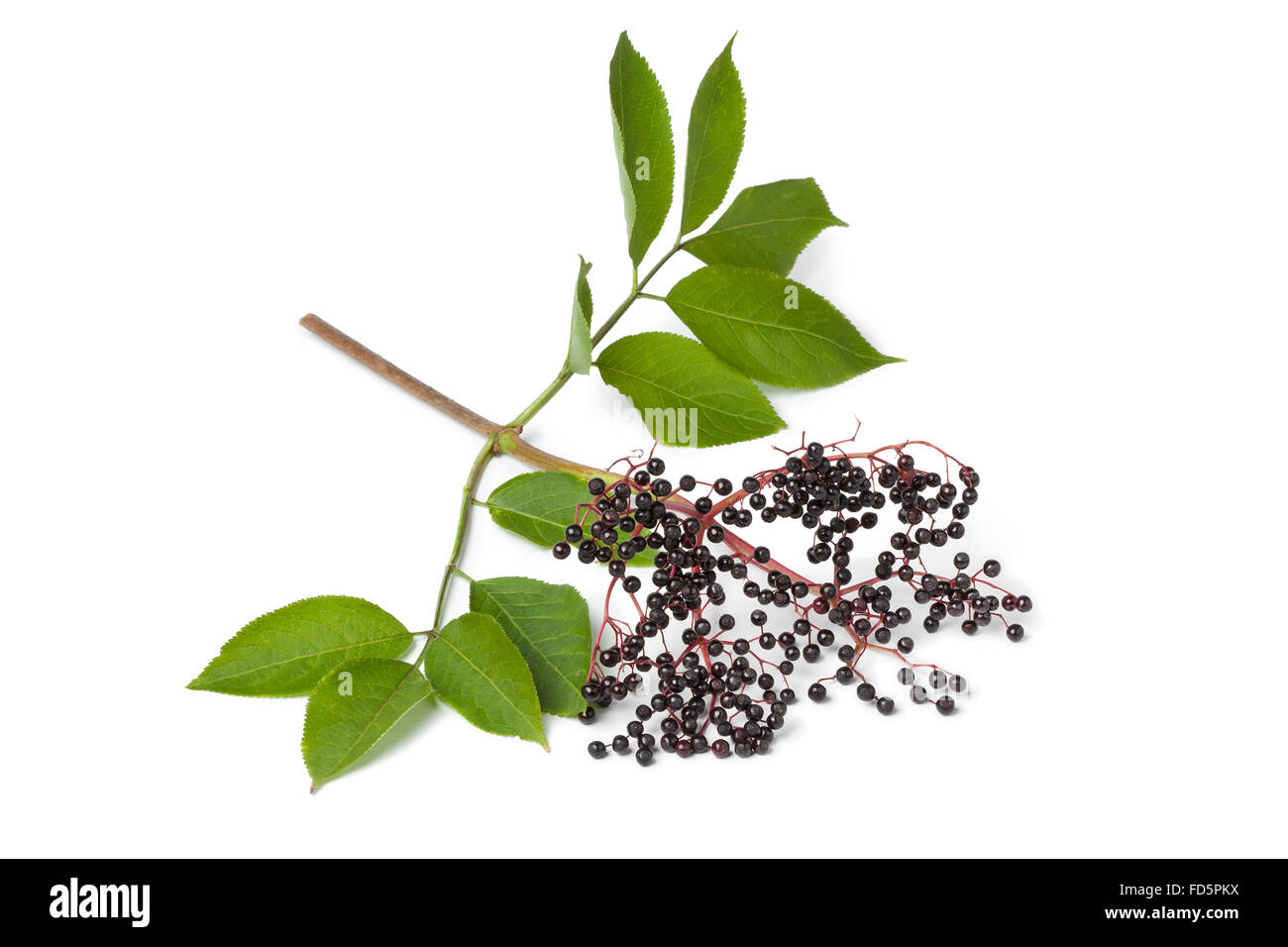 Bacche BrSambucus sambuchi Black Berry crudo fresco ingrediente studio baanch bianco con un fresco e sambuchi su sfondo bianco Foto Stock