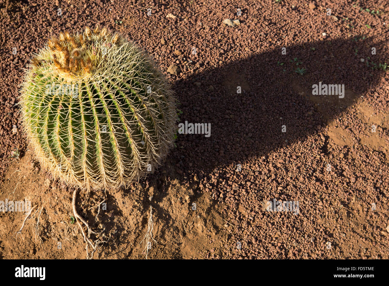 Un cactus in Puerto de la Cruz Tenerife, Spagna. La pianta pungenti è ben adatto a paesaggi aridi. Foto Stock