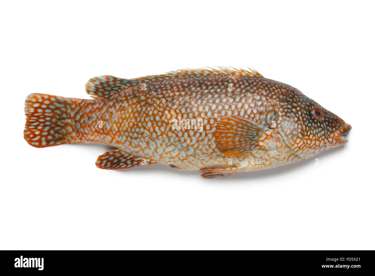 Intero fresco pesce cernia su sfondo bianco Foto Stock